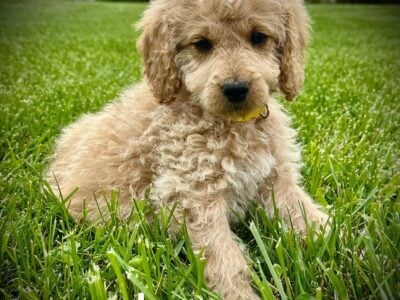 “Jazzy” Female Mini Goldendoodle