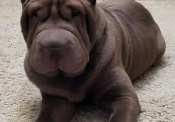 Chinese Shar Pei Puppy For Sale