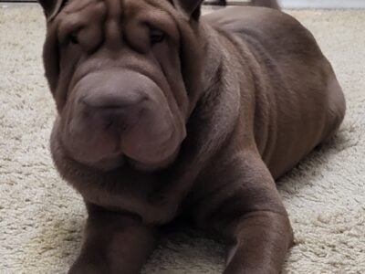 Chinese Shar Pei Puppy For Sale