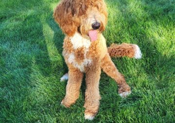 Goldendoodle Puppies – Ready end of May