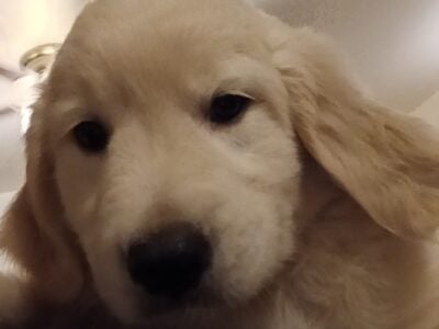 Home Raised AKC Golden Retrievers