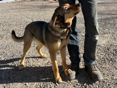 German Shepherd Golden Retriever Mix