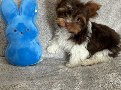 Male Yorkie Puppy