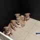 American bully