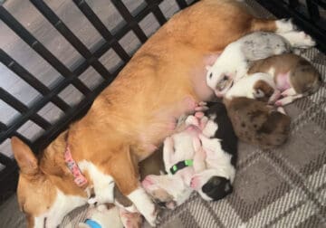 American Corgi Puppies W/ Tails