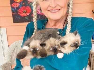 Registered Kittens: Ragdoll & Ragamuff  ...
