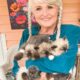 Registered Kittens: Ragdoll & Ragamuffin