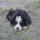 Adorable Bernese Mountain Puppies