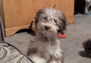 5 month old Aussiedoodle puppies