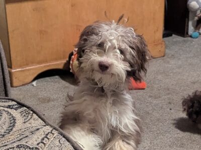 5 month old Aussiedoodle puppies