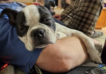 Boston Terrier Puppy