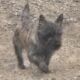 AKC Cairn Terrier, male 8 mo