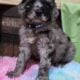 Mini-bernadoodle puppies