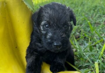 Bella-Giant Schnauzer-Salt & Pepper