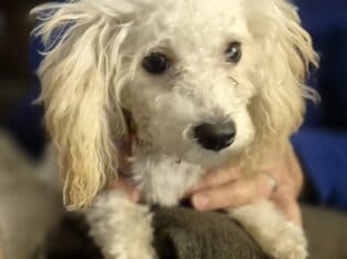 Grace needs a great home!
