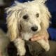 Grace needs a great home!