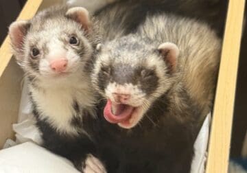 Rehoming ferrets