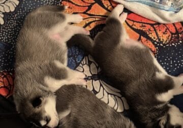 Siberian Husky puppies