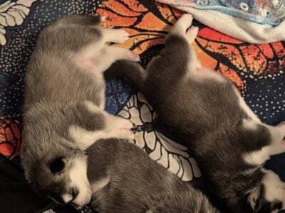 Siberian Husky puppies