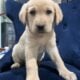 Pure Yellow Puppy Labs