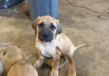 AMERICAN MASTIFF PUPPIES READY TO GO now