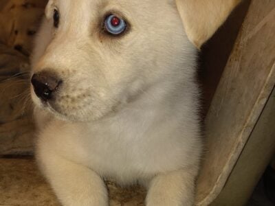 White Huskys