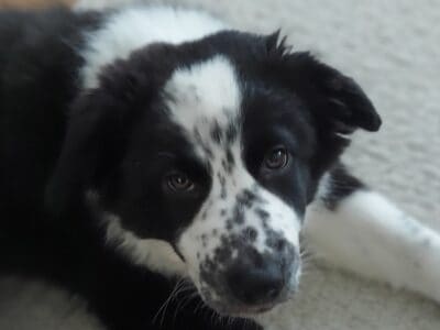 Aussie/Collie Mix