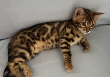 Bengal Kittens