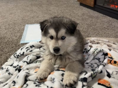 Puppie for sale