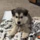 Puppie for sale