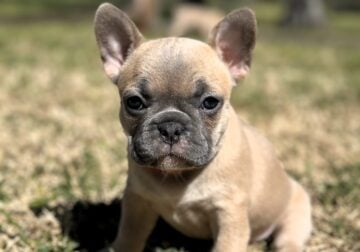 Roo- Blue Fawn