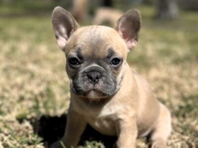 Roo- Blue Fawn