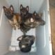Belgian Malinois puppies