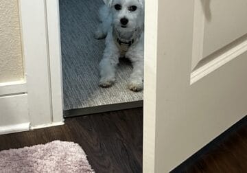 MaltiPoo (Male)