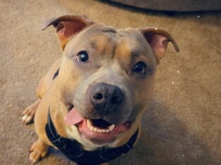 Free needs good home super friendly