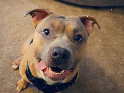 Free needs good home super friendly