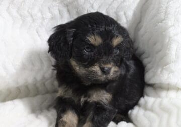 Cavapoo litter!