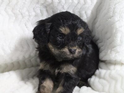Cavapoo litter!