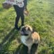 English Bulldog – Looking for a Loving Home