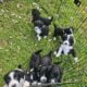 Aussie doodle puppies-7 weeks old