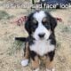 Adorable Bernese Mountain Puppies