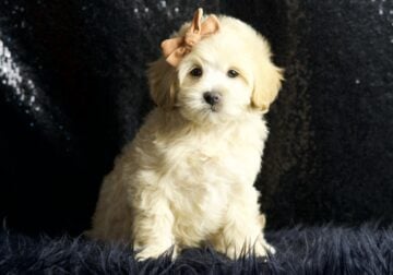 Amelia F1 malitpoo