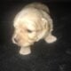 Dogs puppies puppy’s puppy dog pup pups
