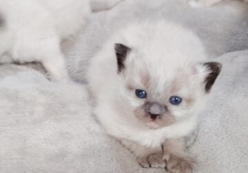 Full Breed Ragdoll Kitties