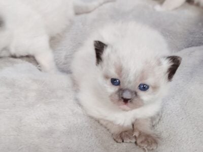 Full Breed Ragdoll Kitties