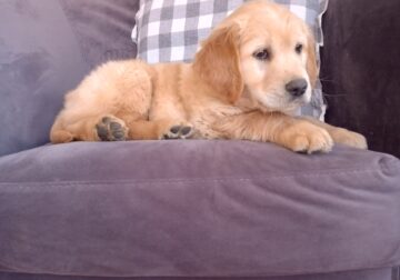 AKC Oscar