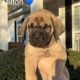 English Mastiff Puppies