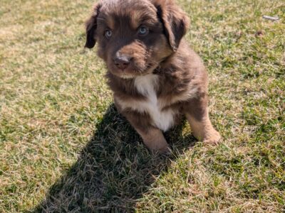Jack- Mini Australian Shepherd