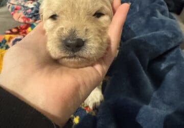 Precious Goldendoodle puppy- hot pink