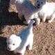Beautiful Great Pyrenees puppies!